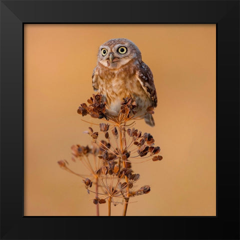 Little Owl Black Modern Wood Framed Art Print by Manusevich, David
