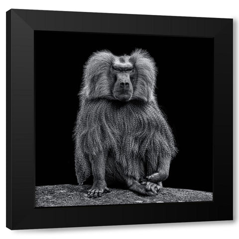 Baboon Black Modern Wood Framed Art Print by Tsikiridis, Georgios