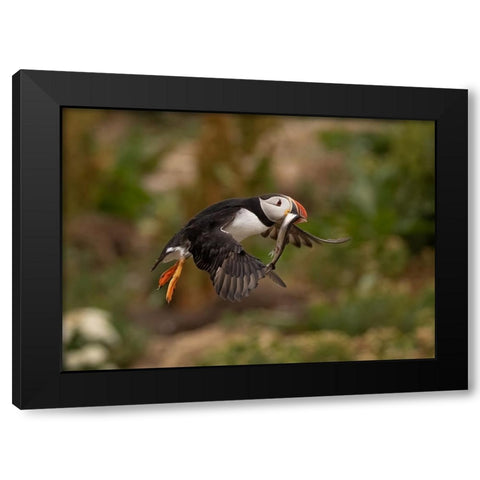 Return From Fishing Black Modern Wood Framed Art Print by Xu, Tony