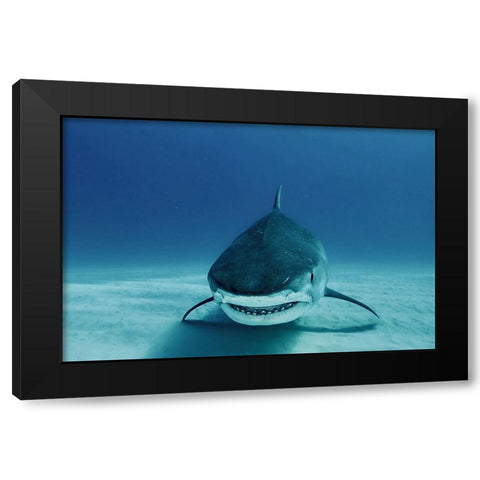 Face To Face Black Modern Wood Framed Art Print by Melesan, Serge