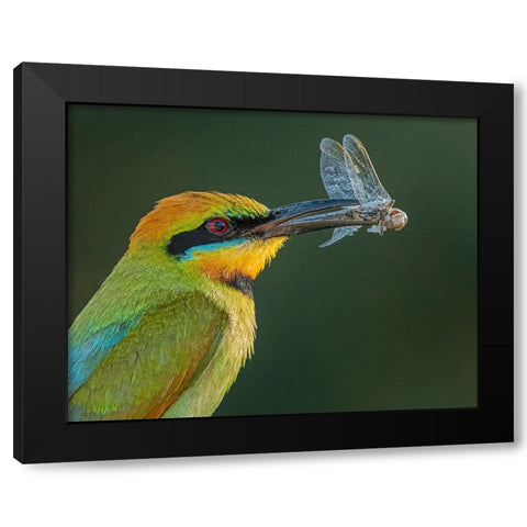 Rainbow Bee-Eater Black Modern Wood Framed Art Print by Ahmadabdelhameed