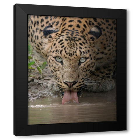A Mesmerising Gaze Of The Fierce Black Modern Wood Framed Art Print by Rawat, Chaitanya