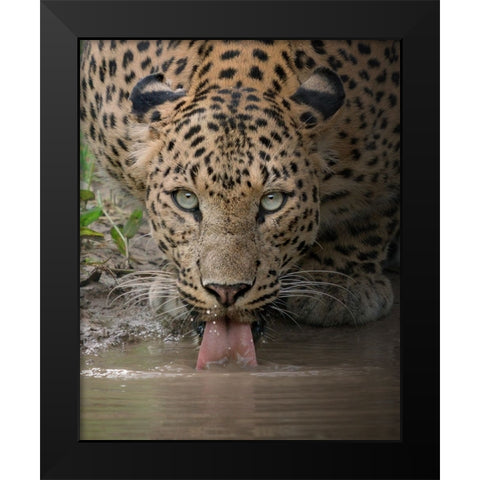 A Mesmerising Gaze Of The Fierce Black Modern Wood Framed Art Print by Rawat, Chaitanya