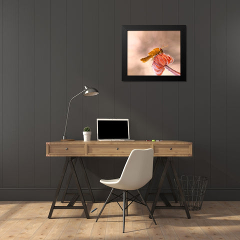 Hamburger For The Meal... Black Modern Wood Framed Art Print by Dufour, Thierry