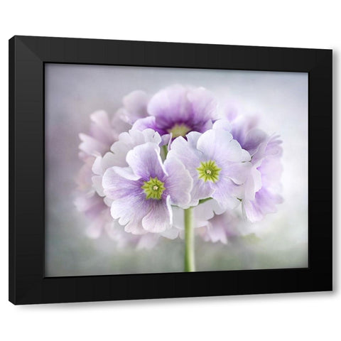 Primula Black Modern Wood Framed Art Print with Double Matting by Disher, Mandy