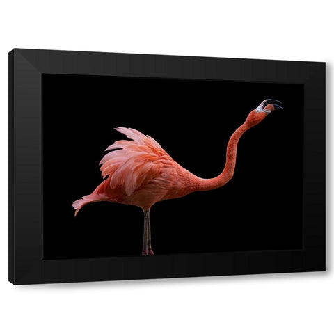 Flamingo Black Modern Wood Framed Art Print by Tsikiridis, Georgios