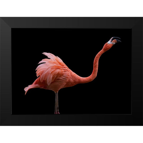 Flamingo Black Modern Wood Framed Art Print by Tsikiridis, Georgios