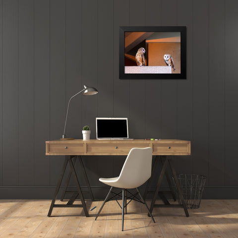 American Barn Owl Black Modern Wood Framed Art Print by Taksing