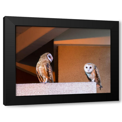American Barn Owl Black Modern Wood Framed Art Print with Double Matting by Taksing