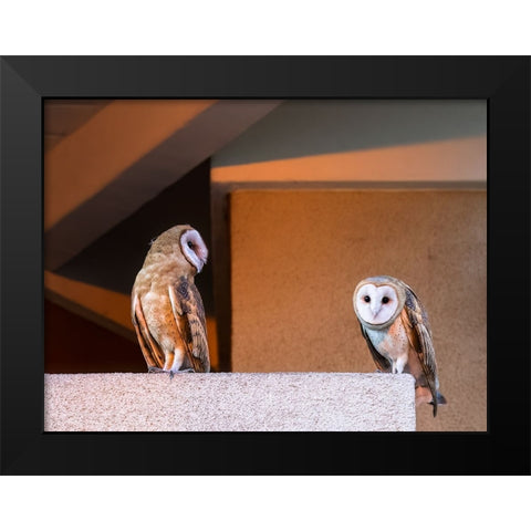 American Barn Owl Black Modern Wood Framed Art Print by Taksing