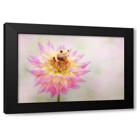 Albino Red Eyed Tree Frog On A Dahlia Black Modern Wood Framed Art Print with Double Matting by D Lester, Linda