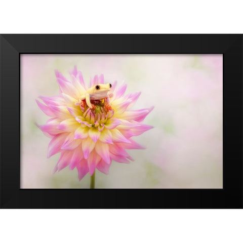 Albino Red Eyed Tree Frog On A Dahlia Black Modern Wood Framed Art Print by D Lester, Linda