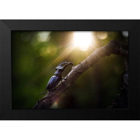 Way To The Sun Black Modern Wood Framed Art Print by Bykanova, Victoria