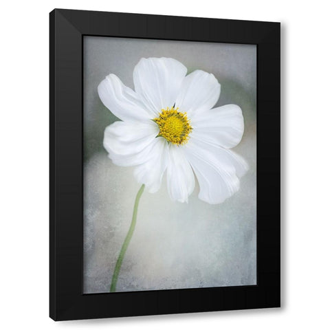 White Calliopsis Black Modern Wood Framed Art Print by GaoSL