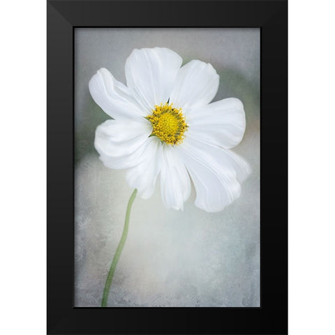 White Calliopsis Black Modern Wood Framed Art Print by GaoSL
