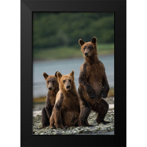 Do You Hear Something? Black Modern Wood Framed Art Print by Gill, Barbara