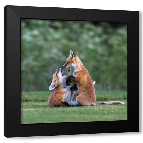 Red Fox Black Modern Wood Framed Art Print by Taksing