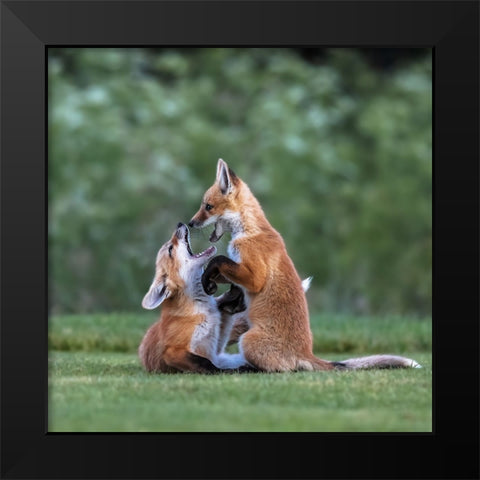 Red Fox Black Modern Wood Framed Art Print by Taksing