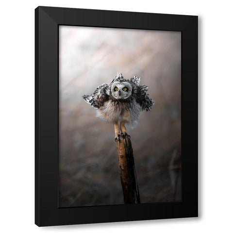 CommissarS Owl Trembles. Black Modern Wood Framed Art Print with Double Matting by Matsubara, Hiroki
