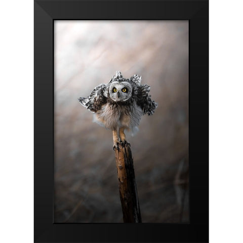CommissarS Owl Trembles. Black Modern Wood Framed Art Print by Matsubara, Hiroki
