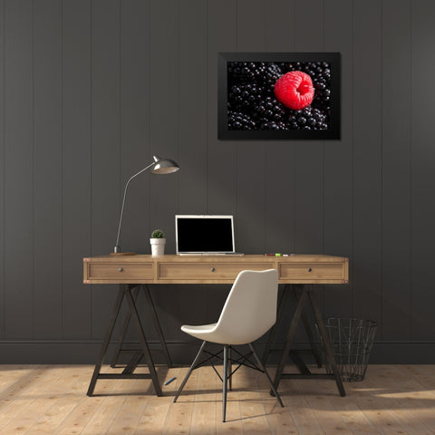 Berry different Black Modern Wood Framed Art Print by Sokac, Drazen
