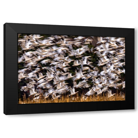 Snow Geese In Slow Motion Black Modern Wood Framed Art Print by Zhang, Xiaohong