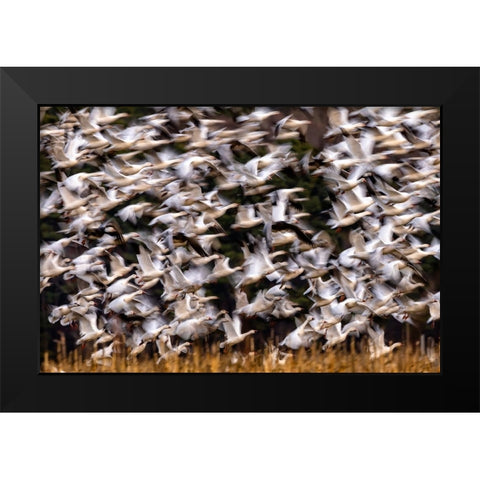 Snow Geese In Slow Motion Black Modern Wood Framed Art Print by Zhang, Xiaohong
