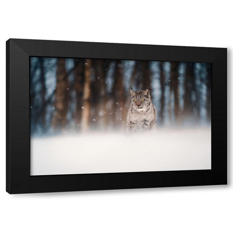 Amidst Snowstorm Black Modern Wood Framed Art Print by Furch, Lukas