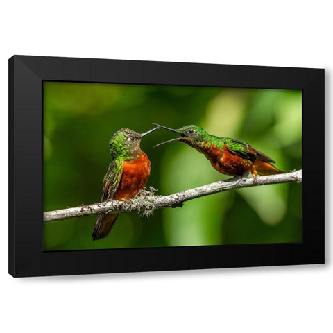 Chestnut Breasted Coronet Black Modern Wood Framed Art Print by Ratna Prem, Venkata