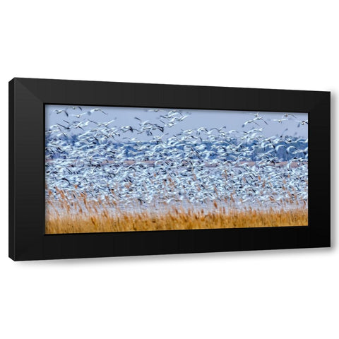 Snow Geese At Dusk Black Modern Wood Framed Art Print by Zhang, Xiaohong