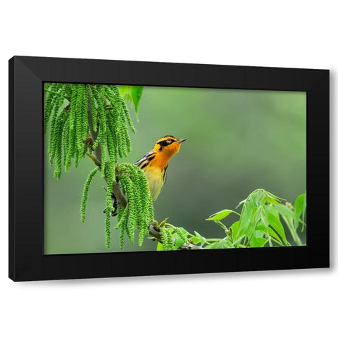 Expectation Black Modern Wood Framed Art Print by Zuo, Jun