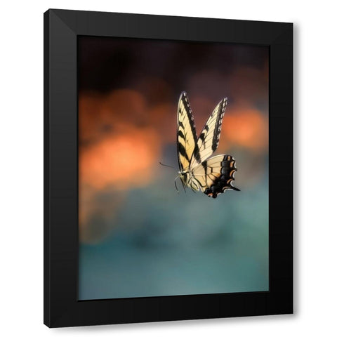 Flying Butterfly Black Modern Wood Framed Art Print with Double Matting by Shen, Yanyu