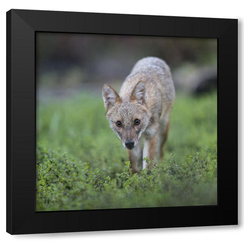 Untitled Black Modern Wood Framed Art Print by Fruman, Yevgeny