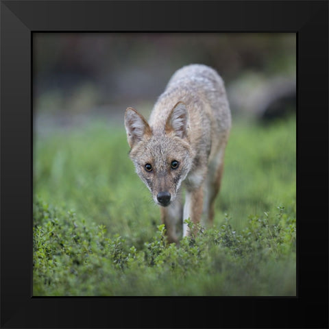 Untitled Black Modern Wood Framed Art Print by Fruman, Yevgeny