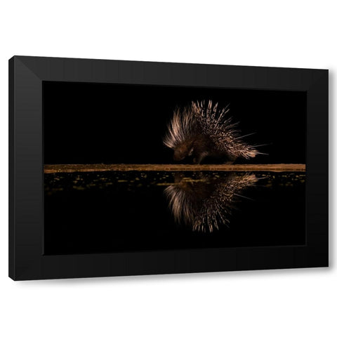 Crested Porcupine And ItS Reflection Black Modern Wood Framed Art Print by Xu, Sheila