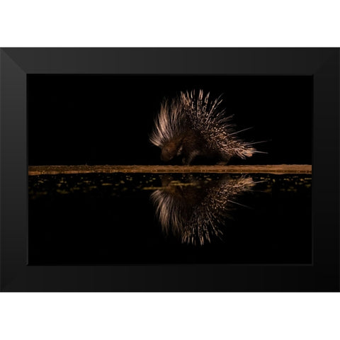 Crested Porcupine And ItS Reflection Black Modern Wood Framed Art Print by Xu, Sheila