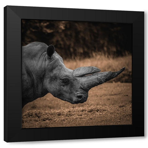 Rhinoceros Black Modern Wood Framed Art Print with Double Matting by Tsikiridis, Georgios