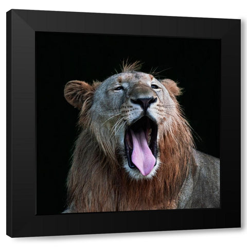 Yawning Black Modern Wood Framed Art Print with Double Matting by Liang Wong, Twee