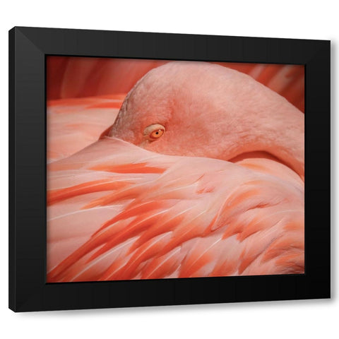 Portrait of a Pink Flamingo Black Modern Wood Framed Art Print by Wechsler, Robin