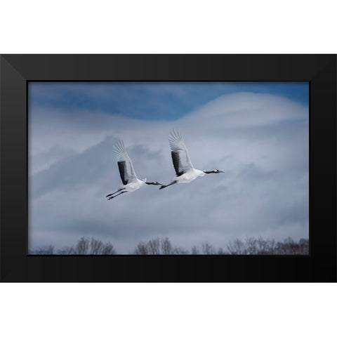 Sandhill in action Black Modern Wood Framed Art Print by Deng, Larry