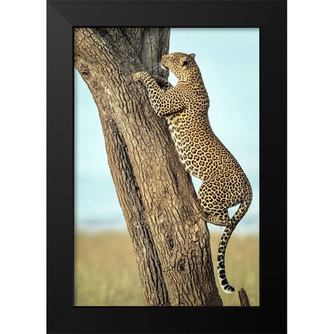 Leopard In Africa Black Modern Wood Framed Art Print by Roshkumar