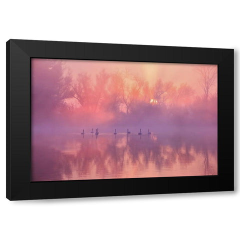 Swan Lake Sunrise Black Modern Wood Framed Art Print by Liu, Wei