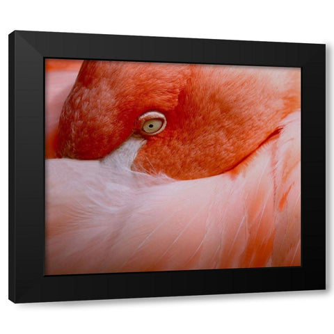 The language of eyes Black Modern Wood Framed Art Print with Double Matting by Wechsler, Robin