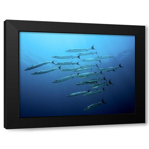 Barracudas Black Modern Wood Framed Art Print by Jager, Henry