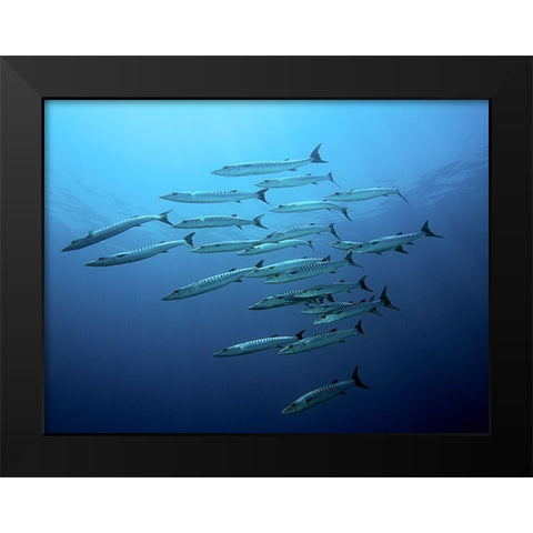 Barracudas Black Modern Wood Framed Art Print by Jager, Henry