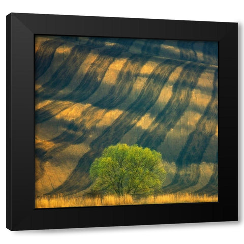Tree ... Black Modern Wood Framed Art Print by Browko, Krzysztof