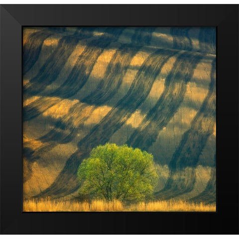 Tree ... Black Modern Wood Framed Art Print by Browko, Krzysztof