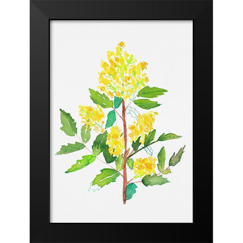 Oregon grape or Mahonia aquifolium botanical painting Black Modern Wood Framed Art Print by Kata Botanical