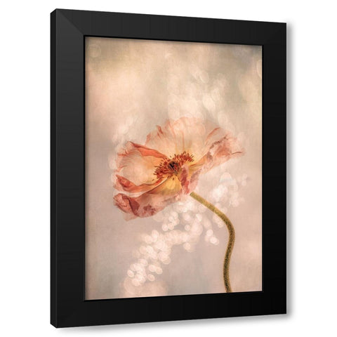 Radiant poppy Black Modern Wood Framed Art Print by van der, Hilda