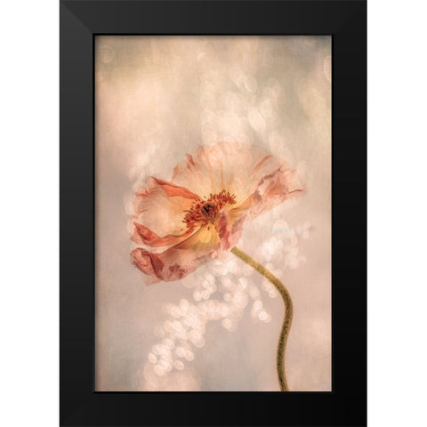 Radiant poppy Black Modern Wood Framed Art Print by van der, Hilda